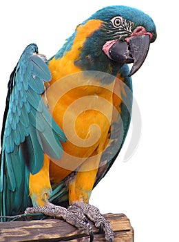 Parrot