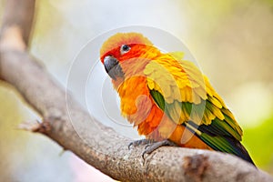 A Sun Parakeet on the trunk