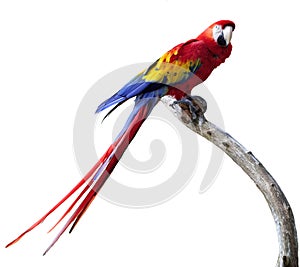 Parrot img