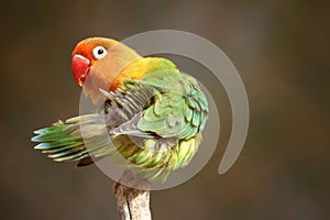 Parrot