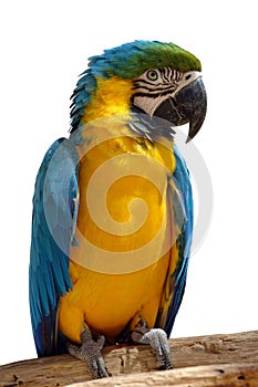 Parrot