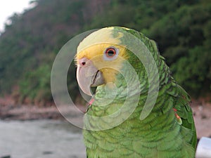 Parrot