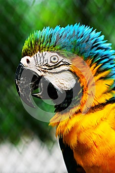 Parrot