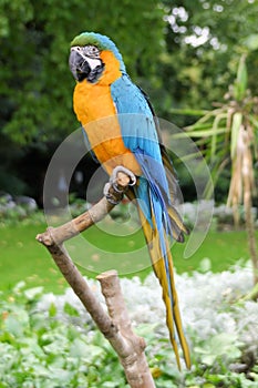 Macaw parrot, Ara photo