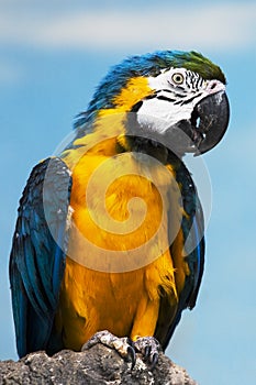 Parrot