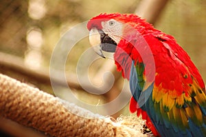 Parrot #4