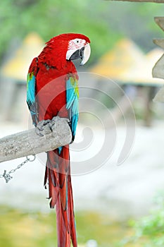 Parrot