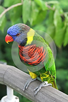 Parrot