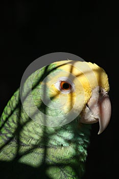 Parrot