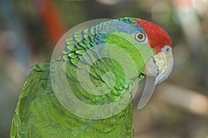 Parrot