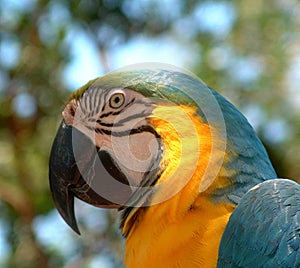 Parrot