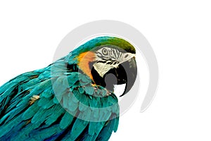 Parrot photo