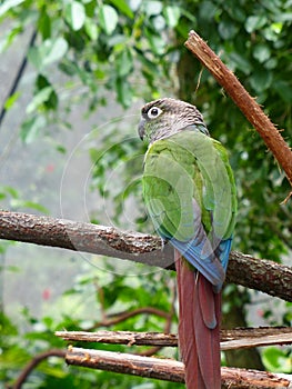 Parrot