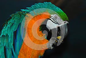 Parrot