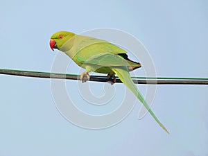 A Parrot