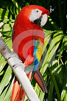Parrot 9