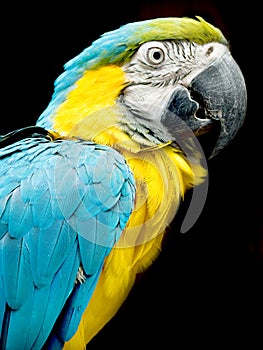 Parrot