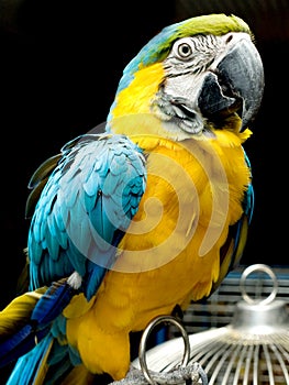 Parrot