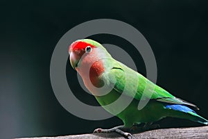 Parrot