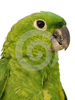 Parrot