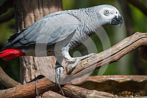 Parrot african grey