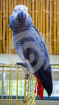 Parrot. African Grey Parrot. Parrot Jaco photo