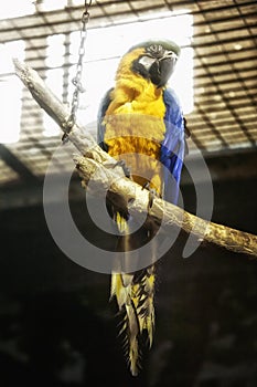 Parrot, African parrot, Big Parrot,