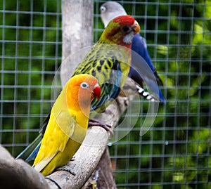 Parrot Agapornis fischeri (Fischer's Lovebird)