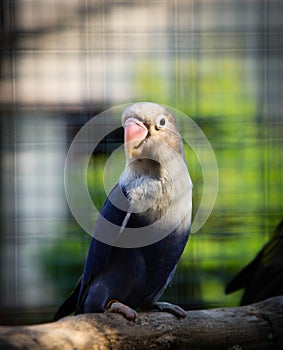 Parrot Agapornis fischeri (Fischer's Lovebird) photo