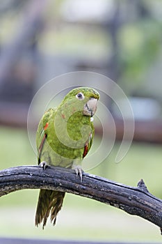 Parrot (Amazone)