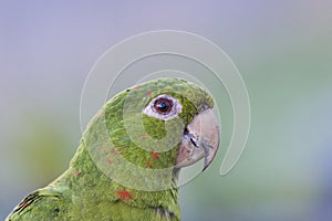 Parrot (Amazone)
