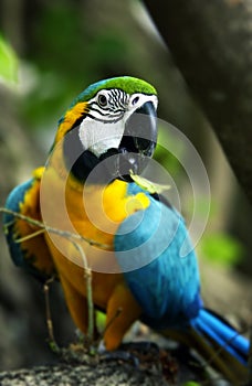 Parrot ara