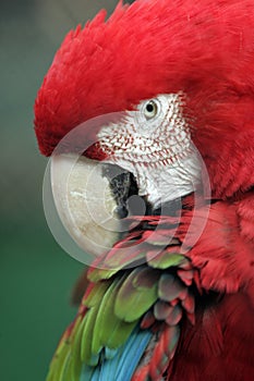 Parrot ara photo