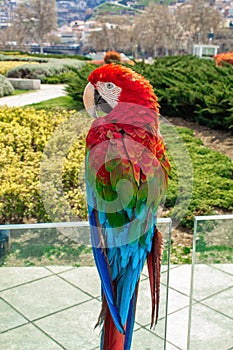 Parrot Ara in the city of Tbilisi. Georgia.