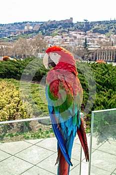 Parrot Ara in the city of Tbilisi. Georgia.