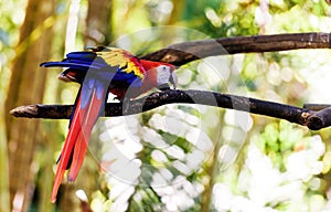 Parrot Ara in green tropical forest, Costa Rica