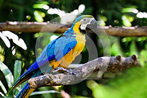 Parrot Ara in green tropical forest, Costa Rica