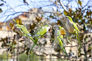 Parrot. Argentine parrot eating. A pair of Argentine parrots hanging and fluttering on the branches of a tree.