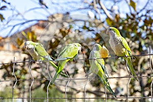 Parrot. Argentine parrot eating. A pair of Argentine parrots hanging and fluttering on the branches of a tree.