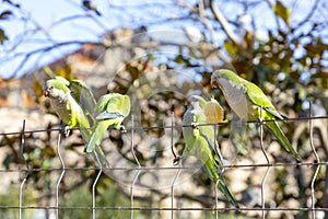 Parrot. Argentine parrot eating. A pair of Argentine parrots hanging and fluttering on the branches of a tree.