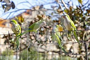 Parrot. Argentine parrot eating. A pair of Argentine parrots hanging and fluttering on the branches of a tree.