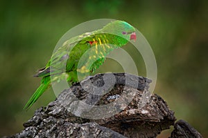 Parrot from Australia. scaly-breasted lorikeet, Trichoglossus chlorolepidotus, Australian lorikeet found in woodland in eastern