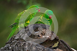 Parrot from Australia. scaly-breasted lorikeet, Trichoglossus chlorolepidotus, Australian lorikeet found in woodland in eastern