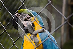 Parrot in Aviary photo