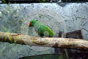 Parrot in an aviary