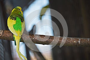 Parrot in aviary on wooden stick