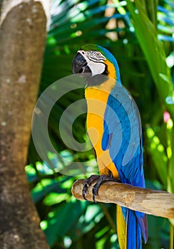 Parrot in Bali Island Indonesia