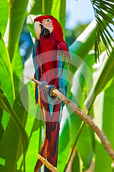Parrot in Bali Island Indonesia