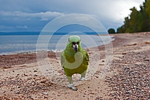 Parrot by the beach