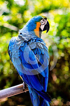 Parrot is a beautiful and intelligent bird. After long training, you can understand simple passwords and perform some simple actio